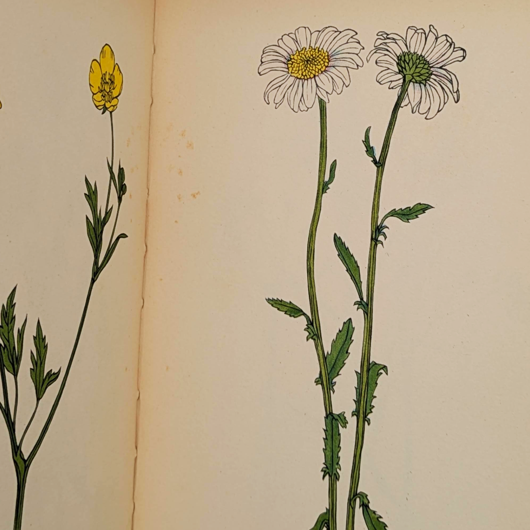vintage flower book (4).png