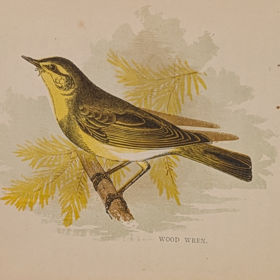 anne pratt birds book (7).png