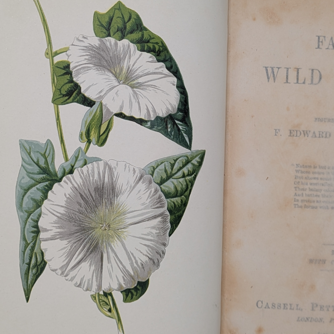 wildflower books (5).png