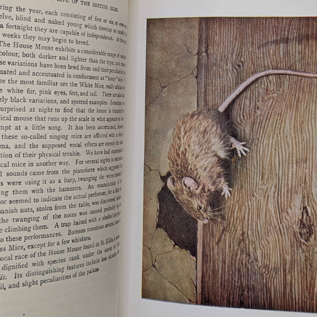 Animal Life, 1948 vintage natural history book