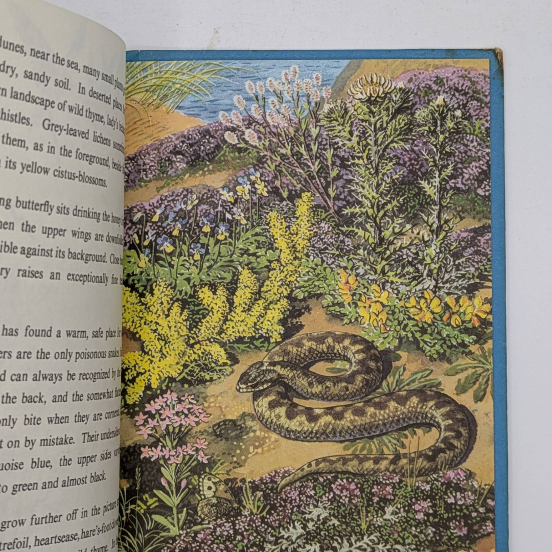 Summer 1960 vintage children's book illustrated colour plates Six Bookshop