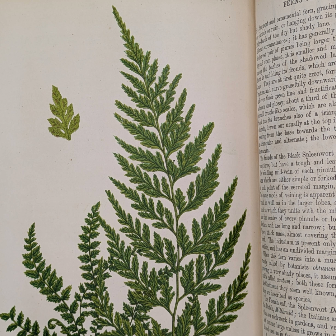 Vintage natural history book ferns (16).png