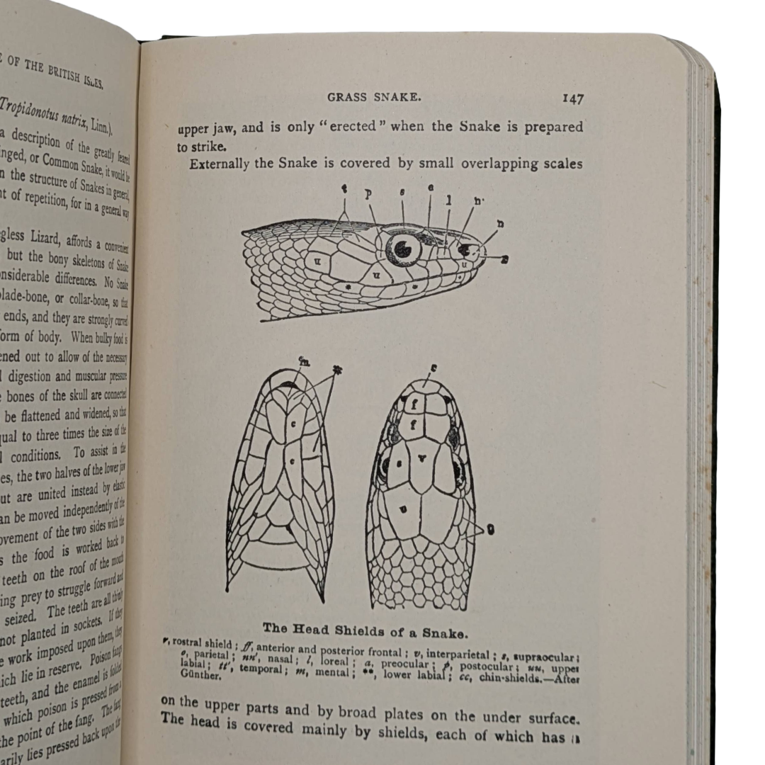 Animal Life, 1948 vintage natural history book