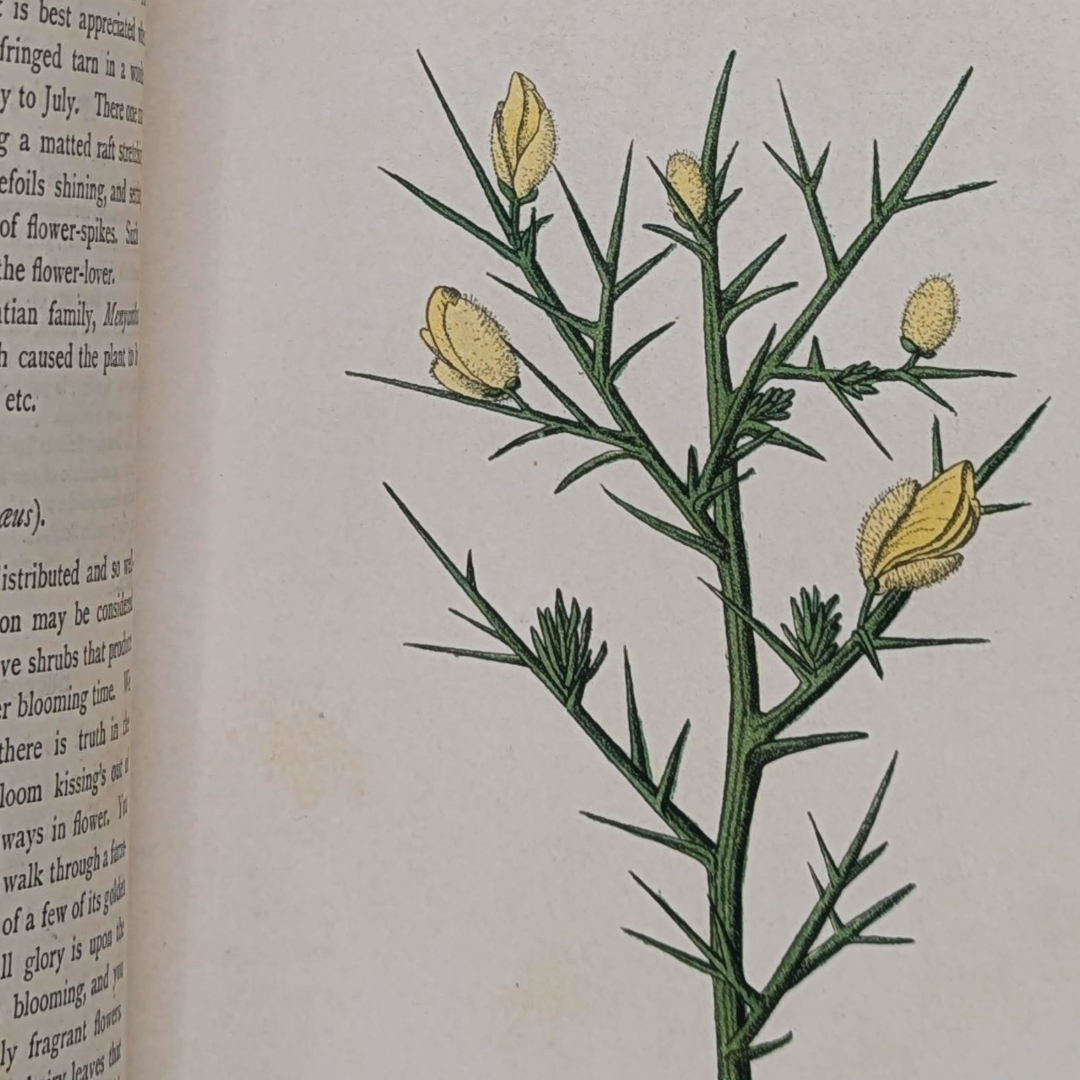 Vintage Nature Book (6).png