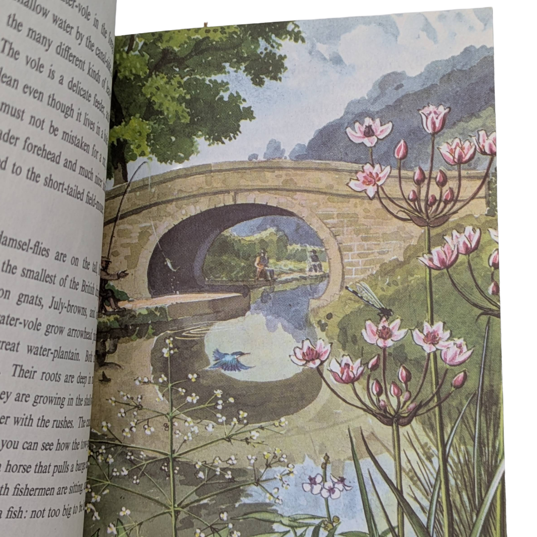 Summer 1960 vintage children's book illustrated colour plates Six Bookshop