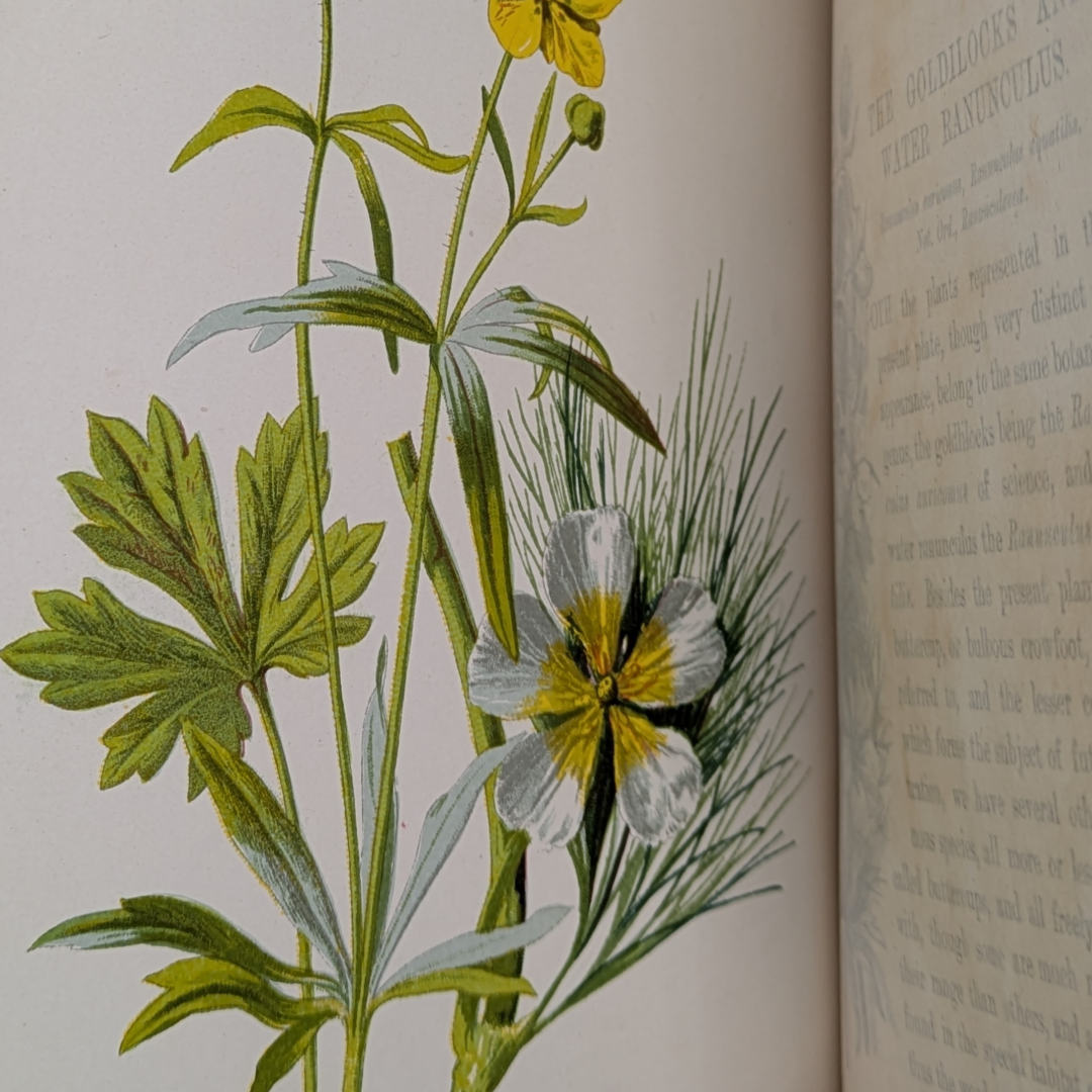 wildflowers book (9).png