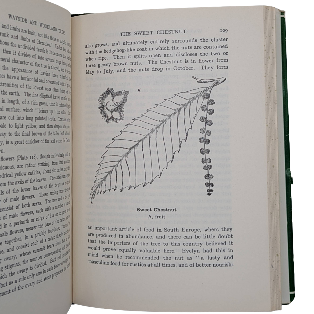 Woodland Trees, 1960 natural history book