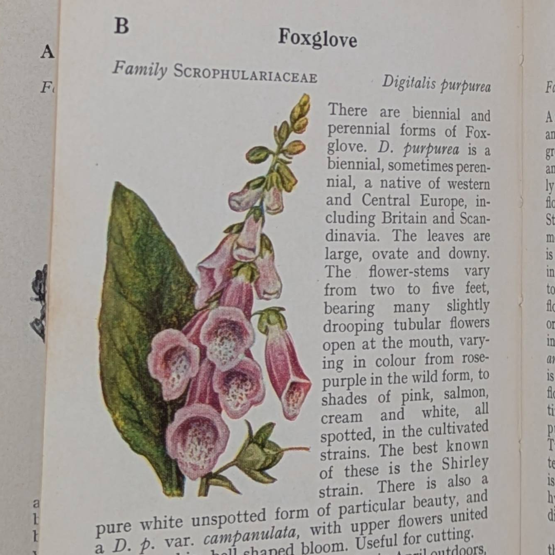 Wild Flowwrs Observer book (8).png