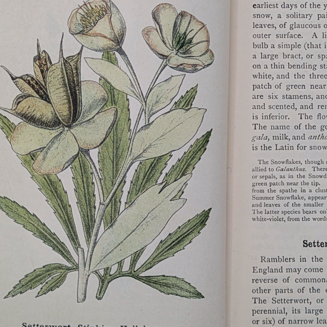 Vintage Nature Book (5).png