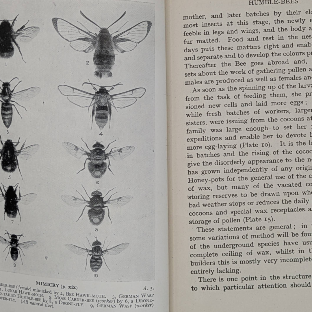 Bees, Insects, 1946
