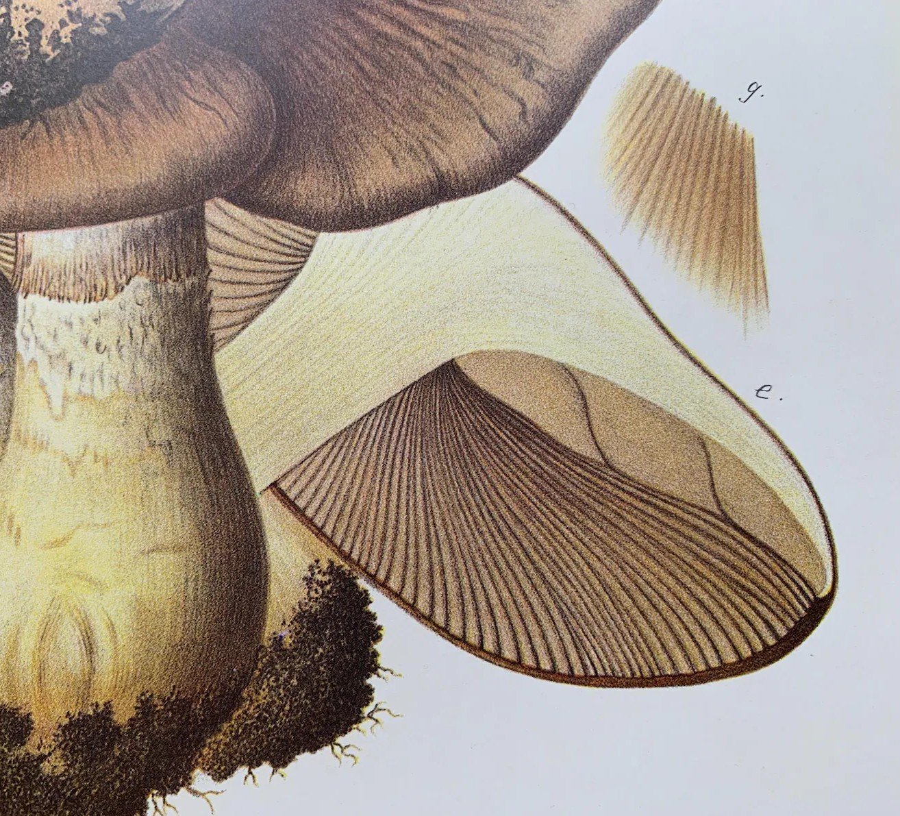mushroom print close.jpg