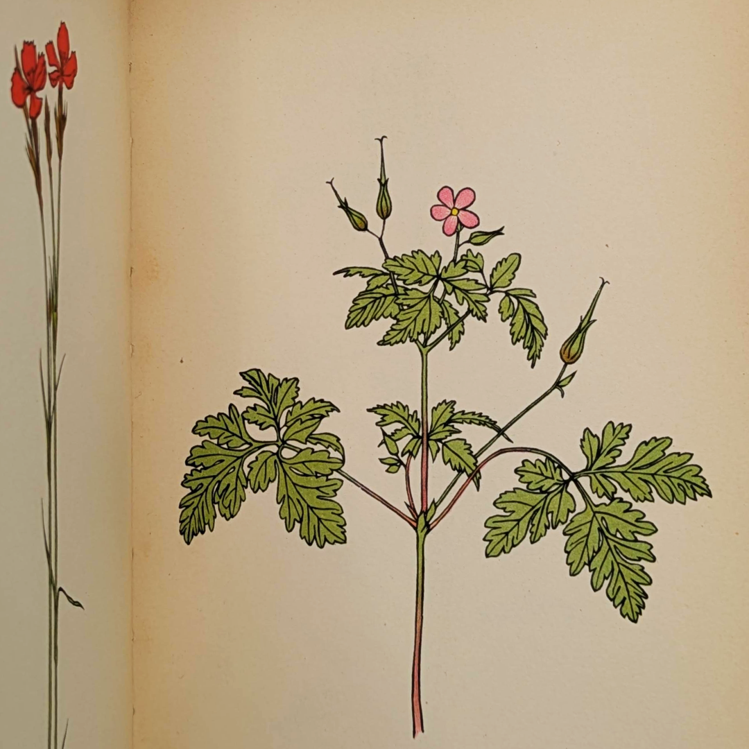 vintage flower book (6).png