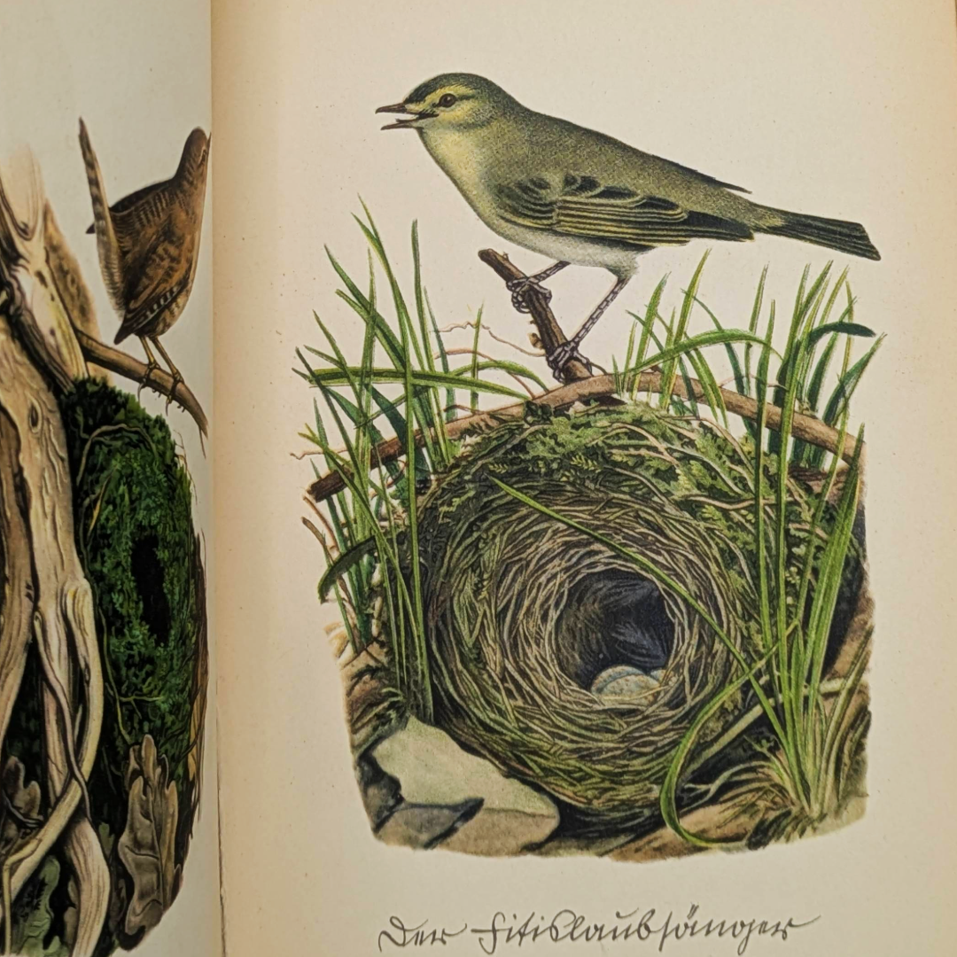 birds nests vintage books (6).png