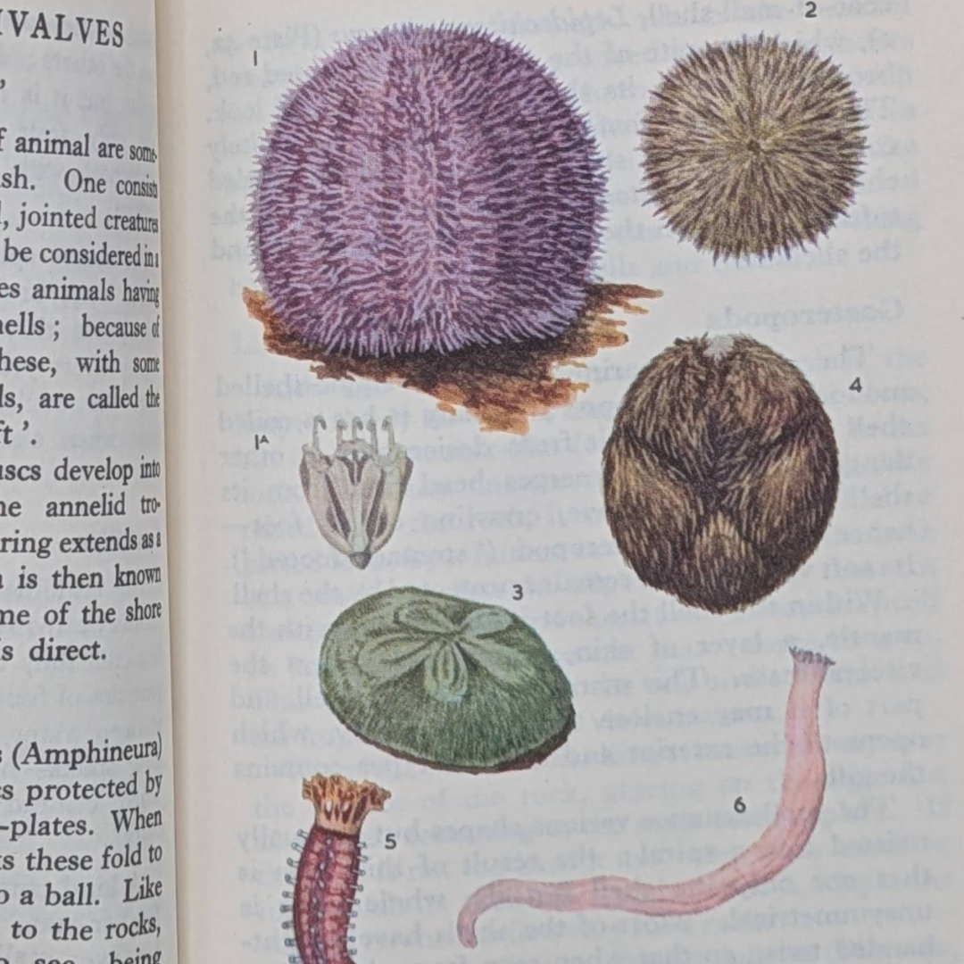 Vintage Observers Books (9).png