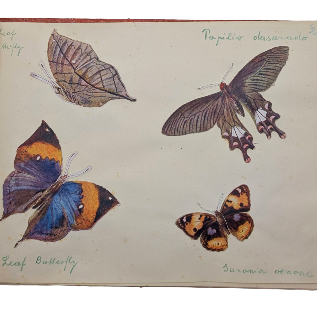 Sketchbook butterfly prints (1).png