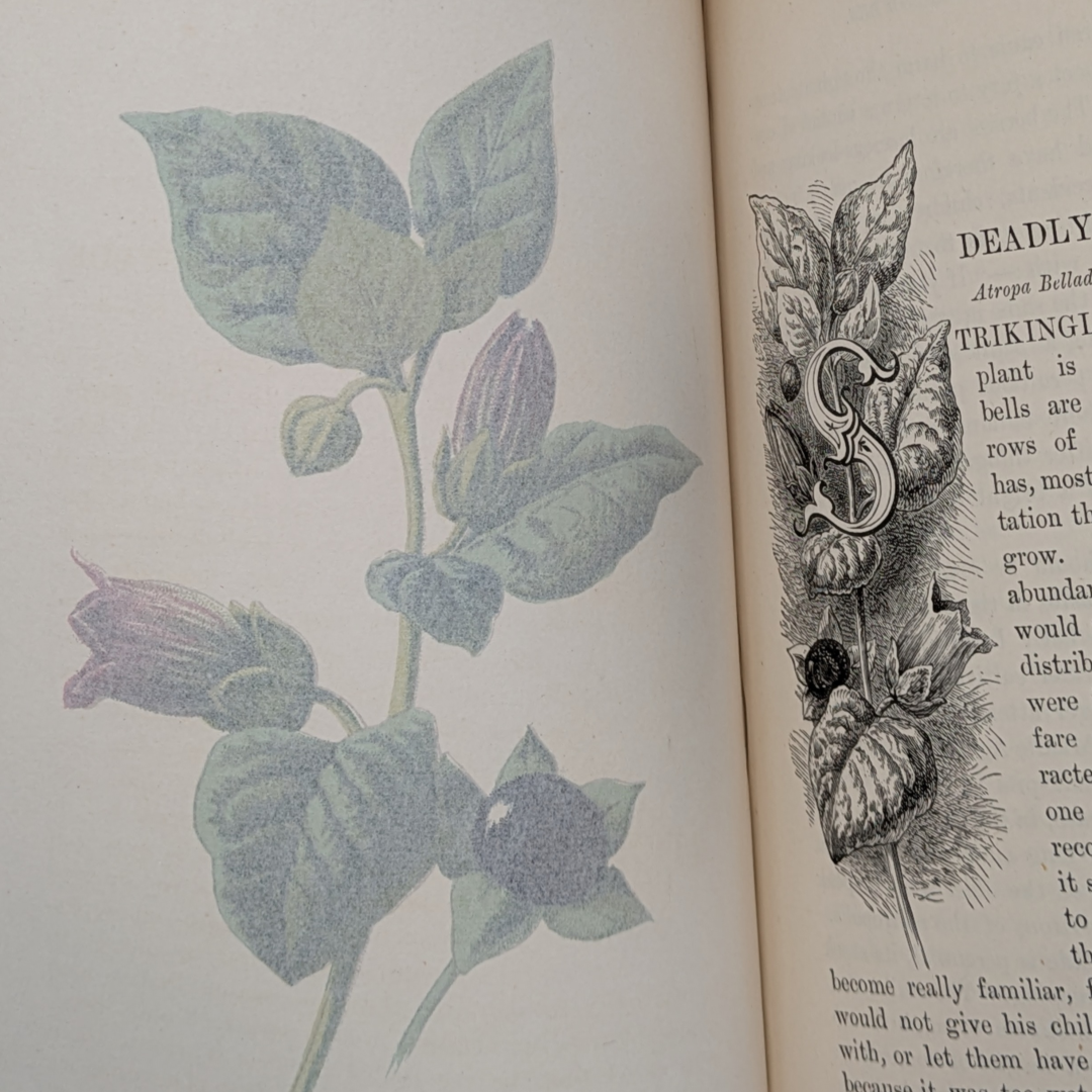 familair wild flowers (7).png