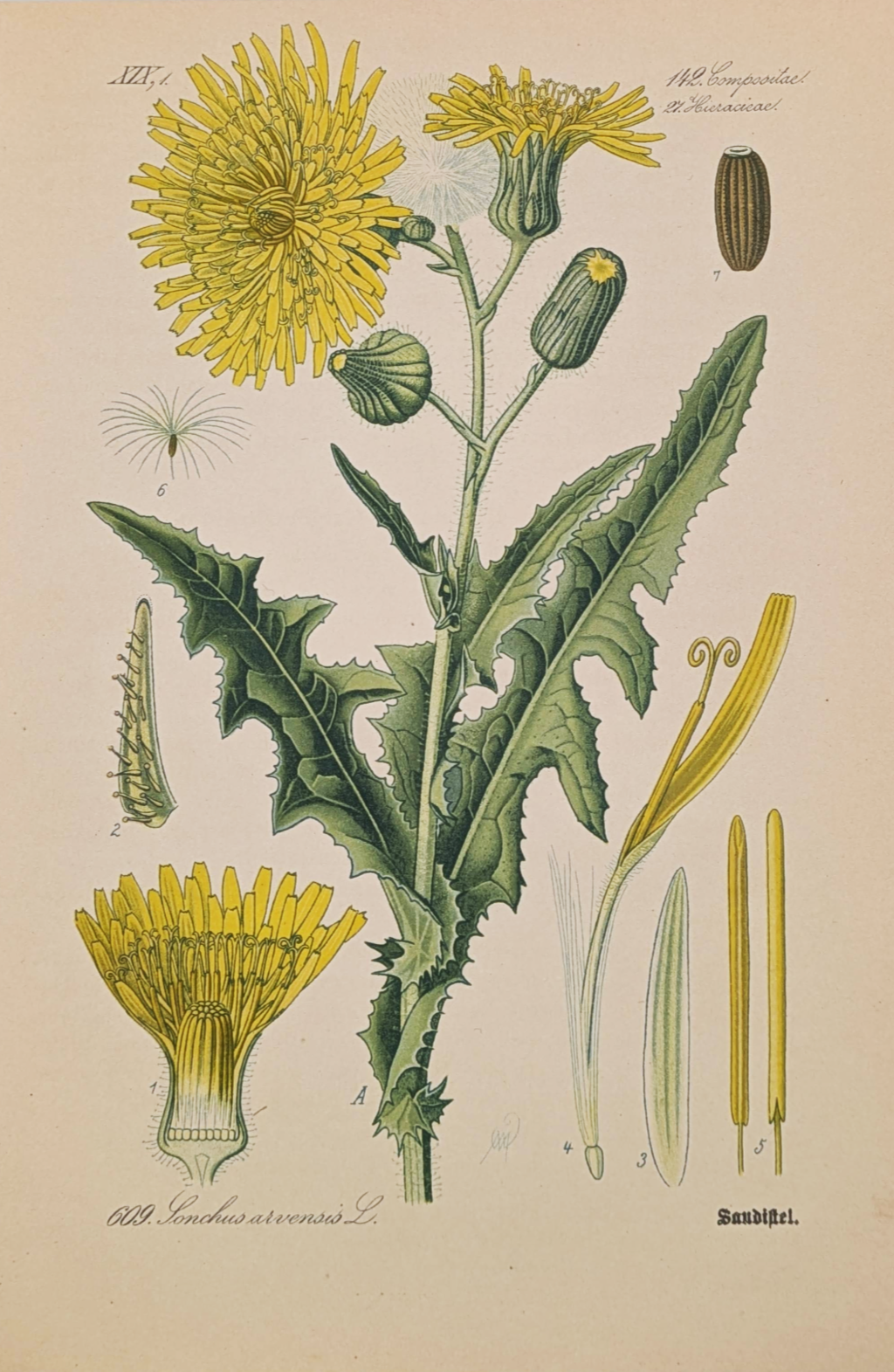 Botanical+Prints+%283%29.png