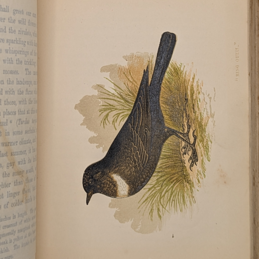 anne pratt birds book (9).png