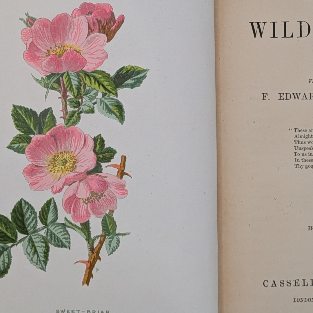 familair wild flowers (1).png
