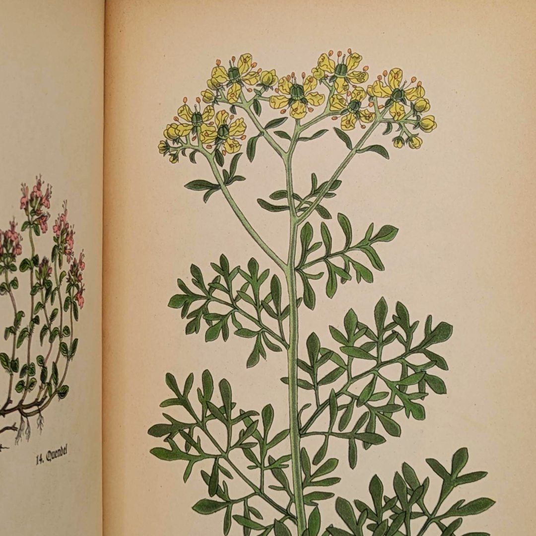 vintage herb book (6).png