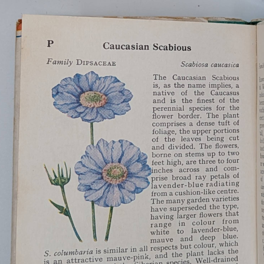 Wild Flowwrs Observer book (9).png