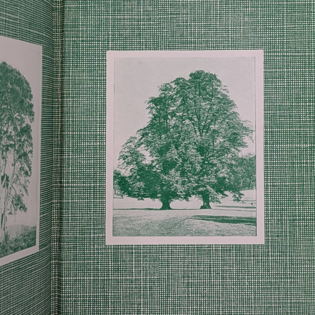 Woodland Trees, 1960 natural history book