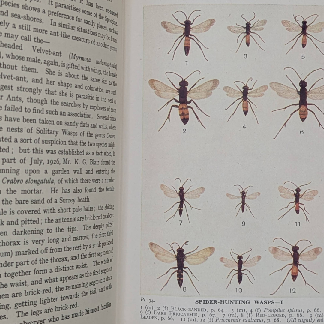 Bees, Insects, 1946