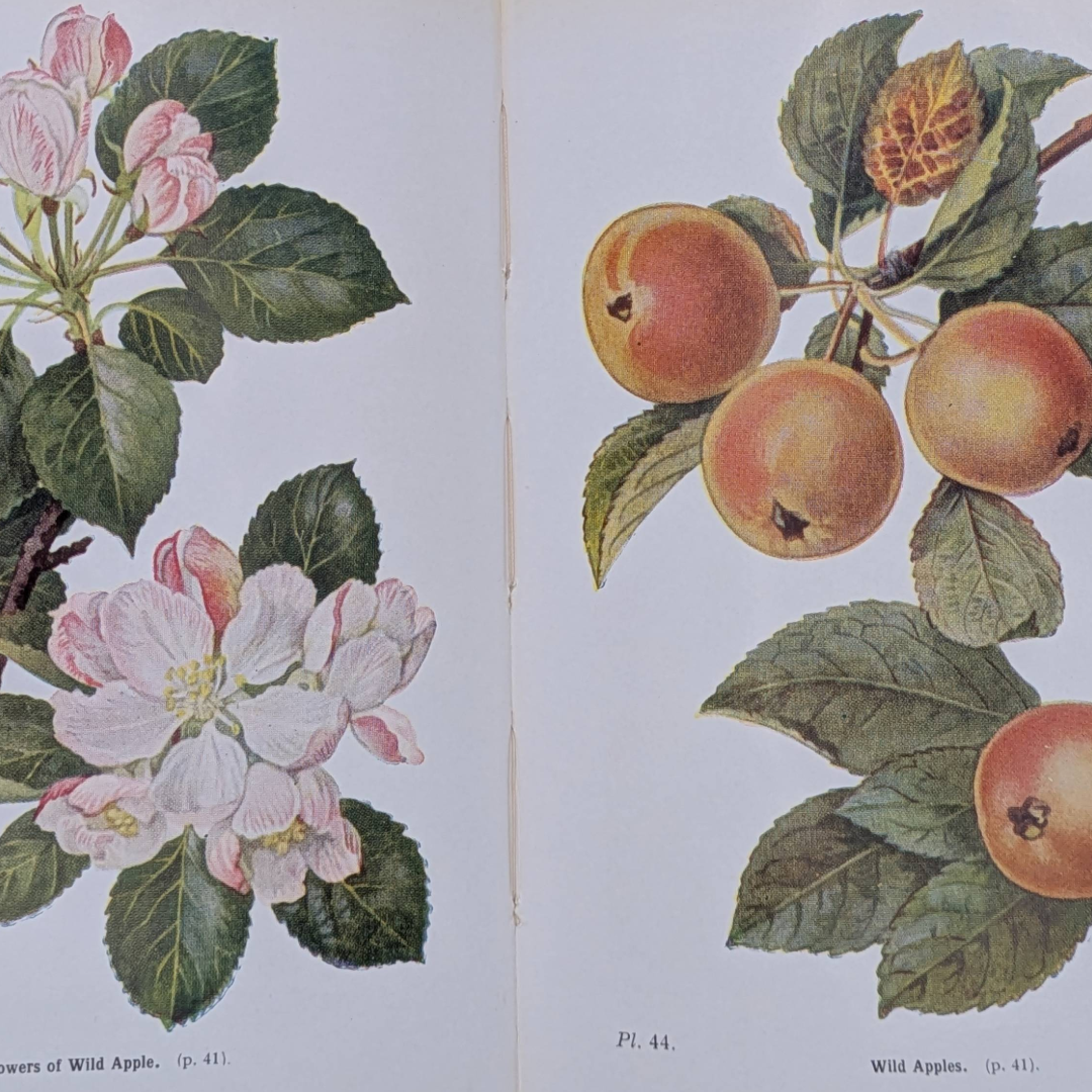 Woodland Trees, 1960 natural history book
