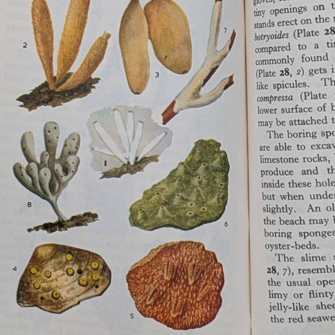 Vintage Observers Books (8).png