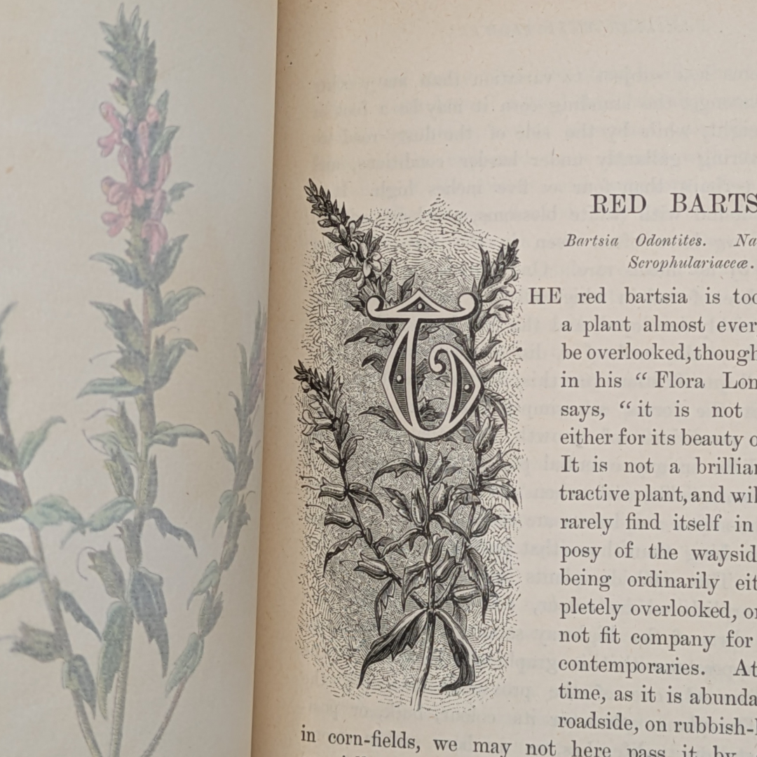 familair wildflowers (8).png