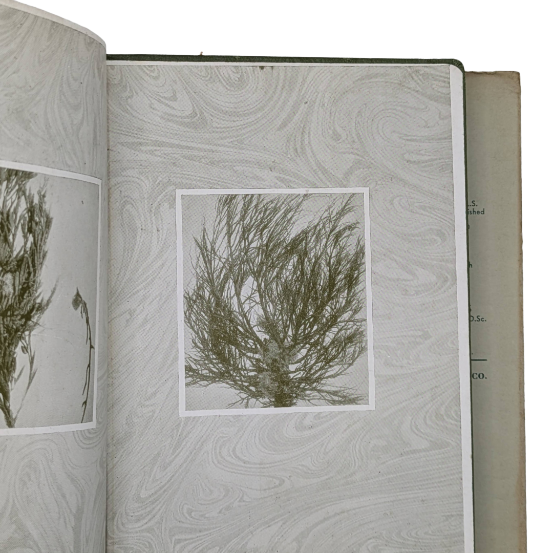 Fishes, 1942 natural history antique book