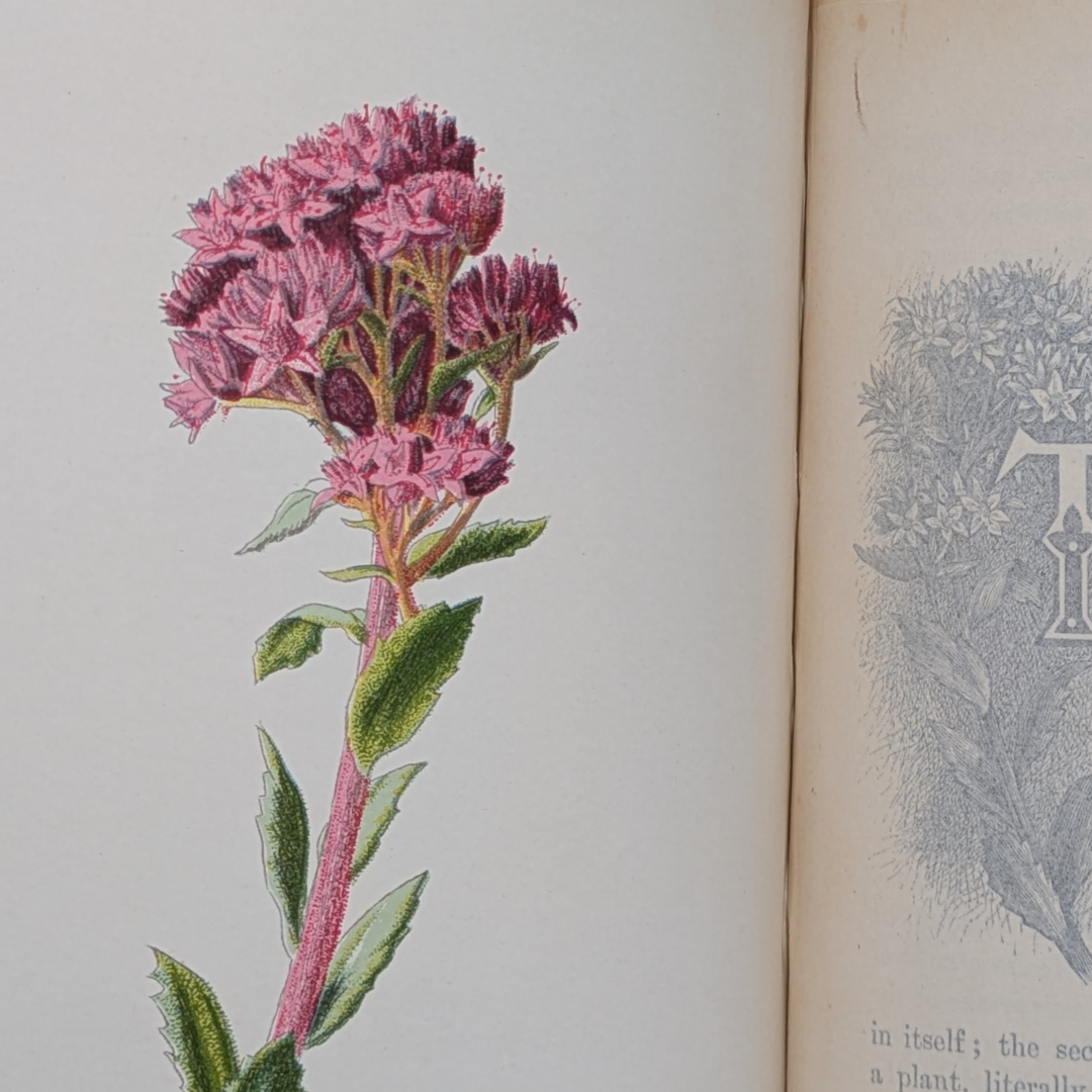 familair wildflowers (9).png
