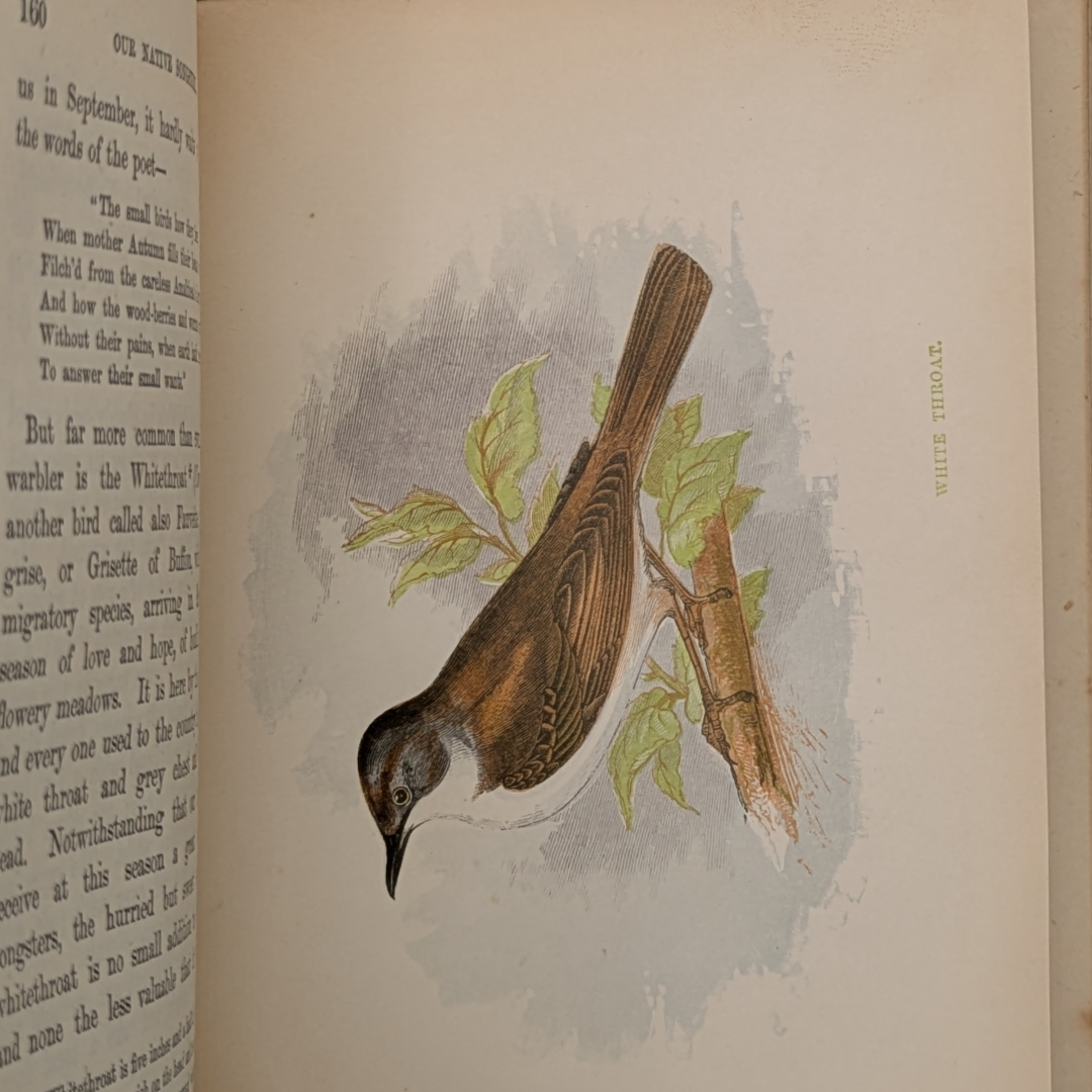 anne pratt birds book (10).png