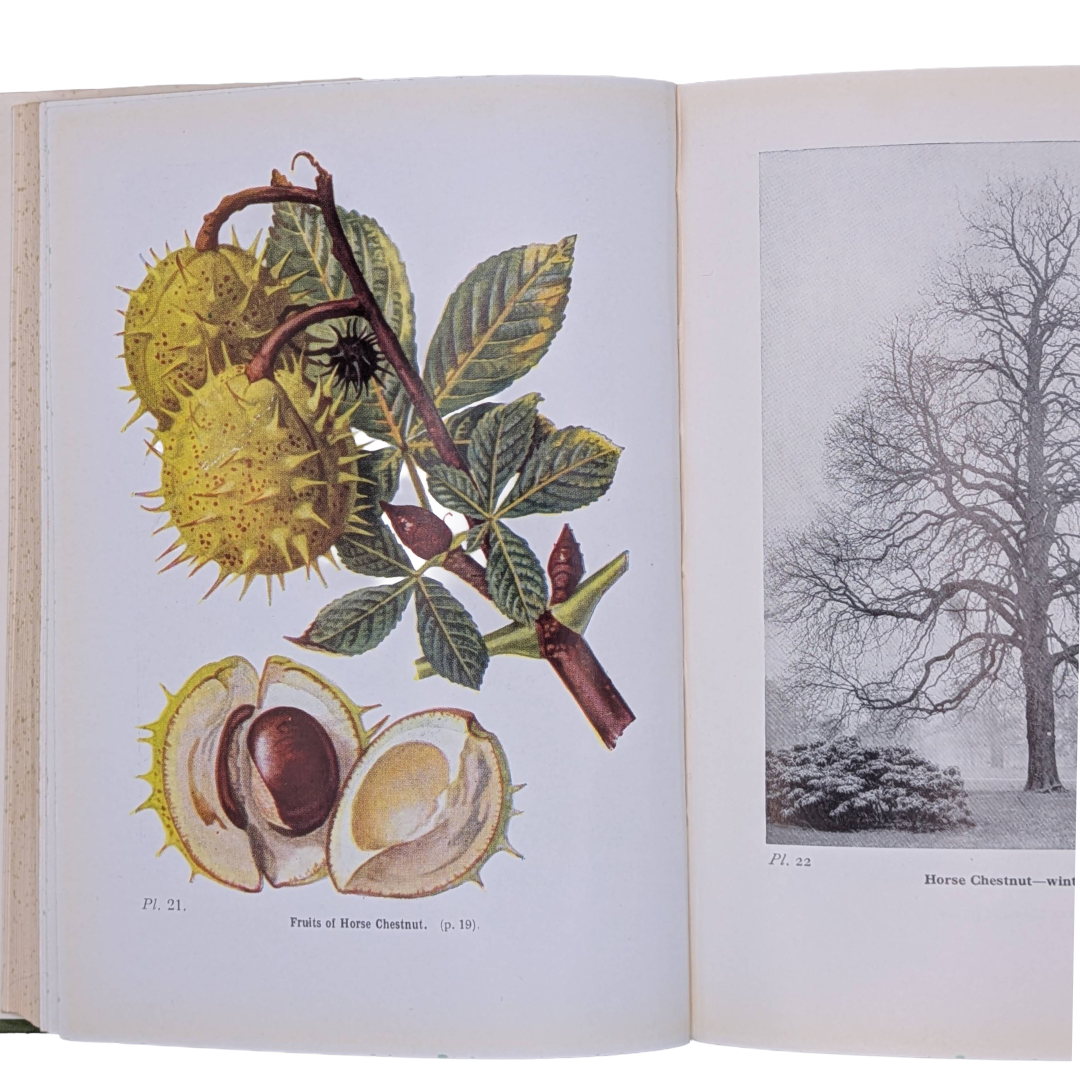 Woodland Trees, 1960 natural history book