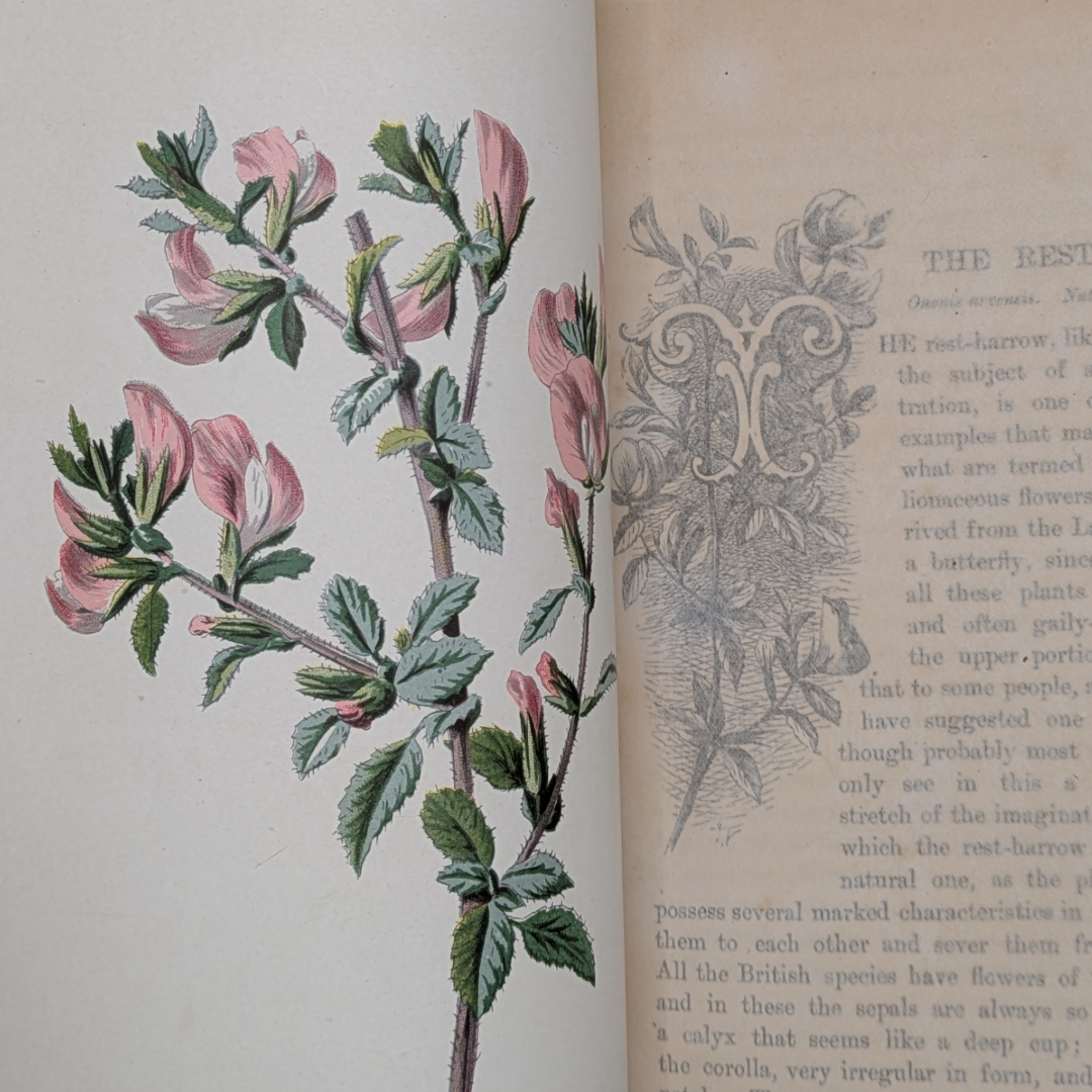 wildflower books (7).png