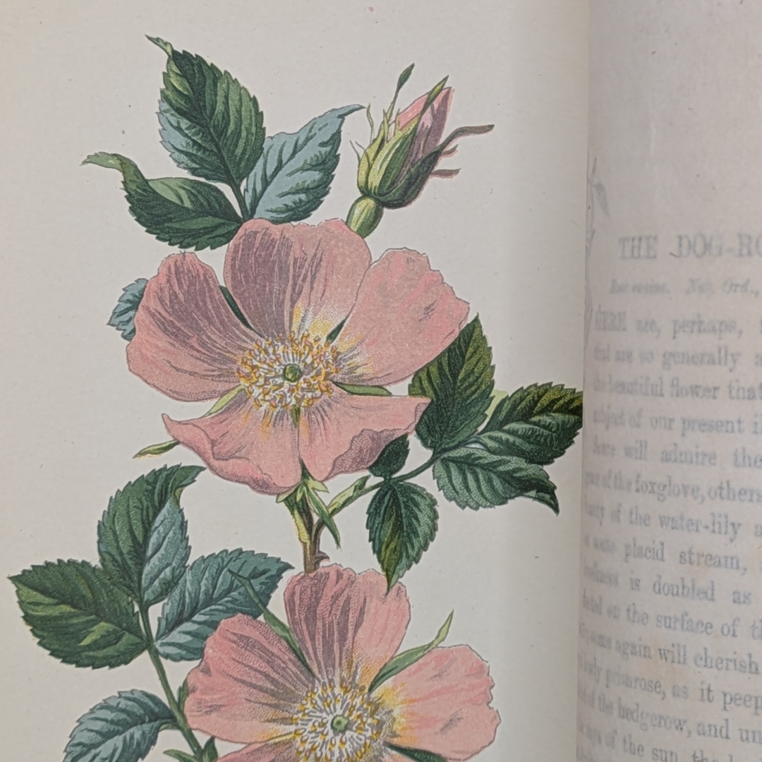 wildflowers book (10).png