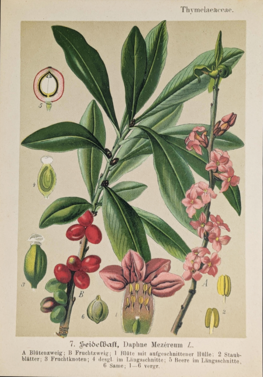 Plant%2BPrints%2B%25284%2529.png
