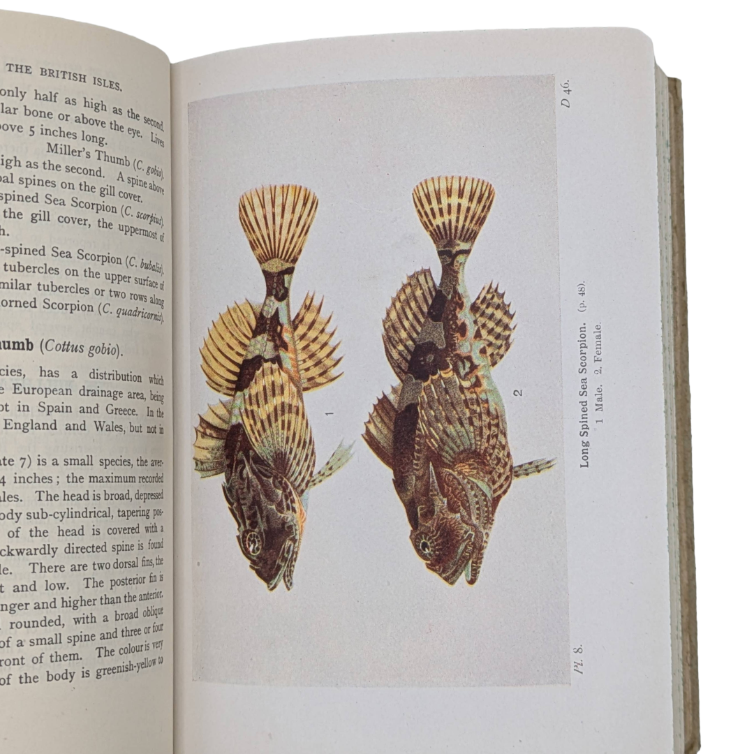 Fishes, 1942 natural history antique book
