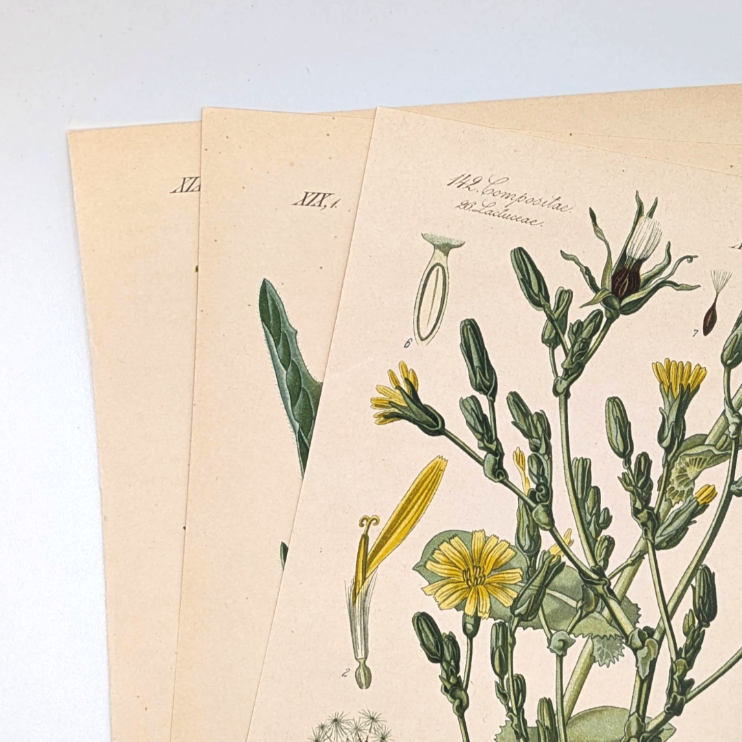 Botanical+Prints+%281%29.png