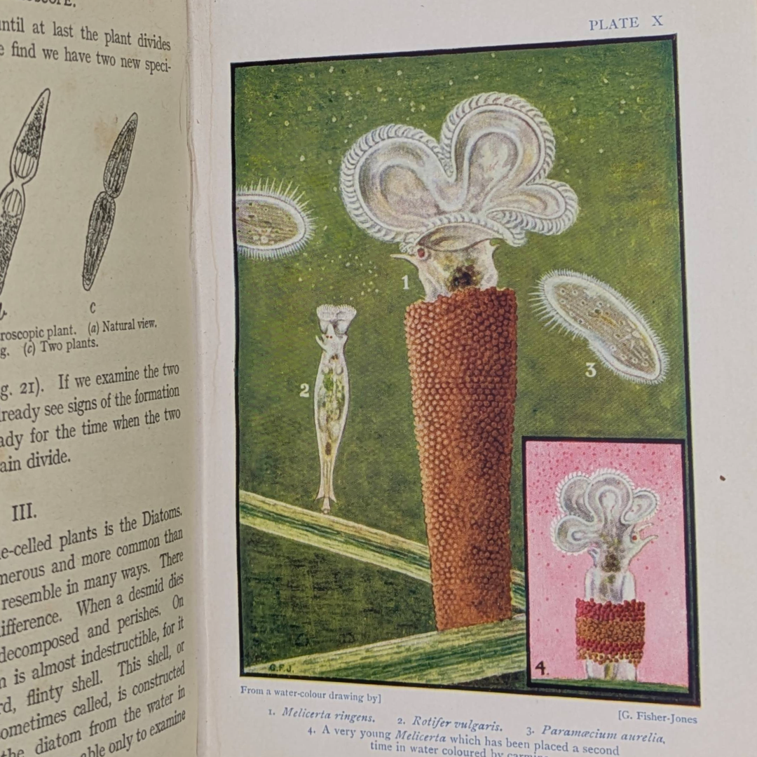 Beasts, show to the children vintage book