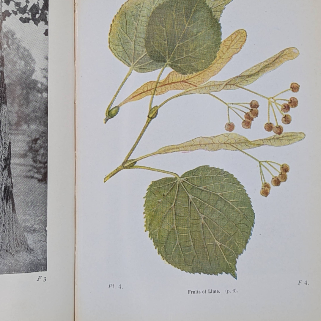 Woodland Trees, 1960 natural history book