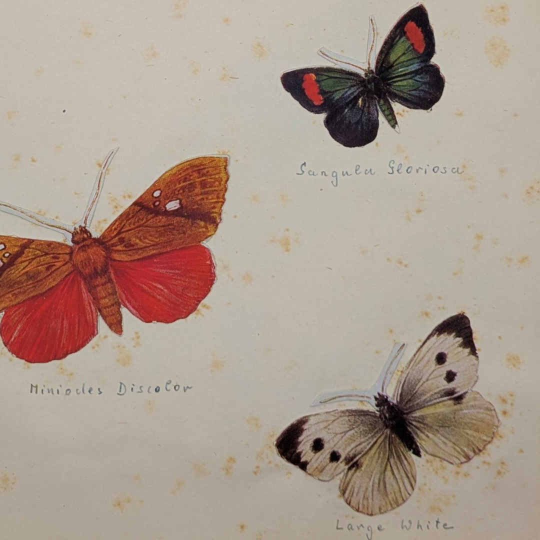 Sketchbook butterfly prints (3).png