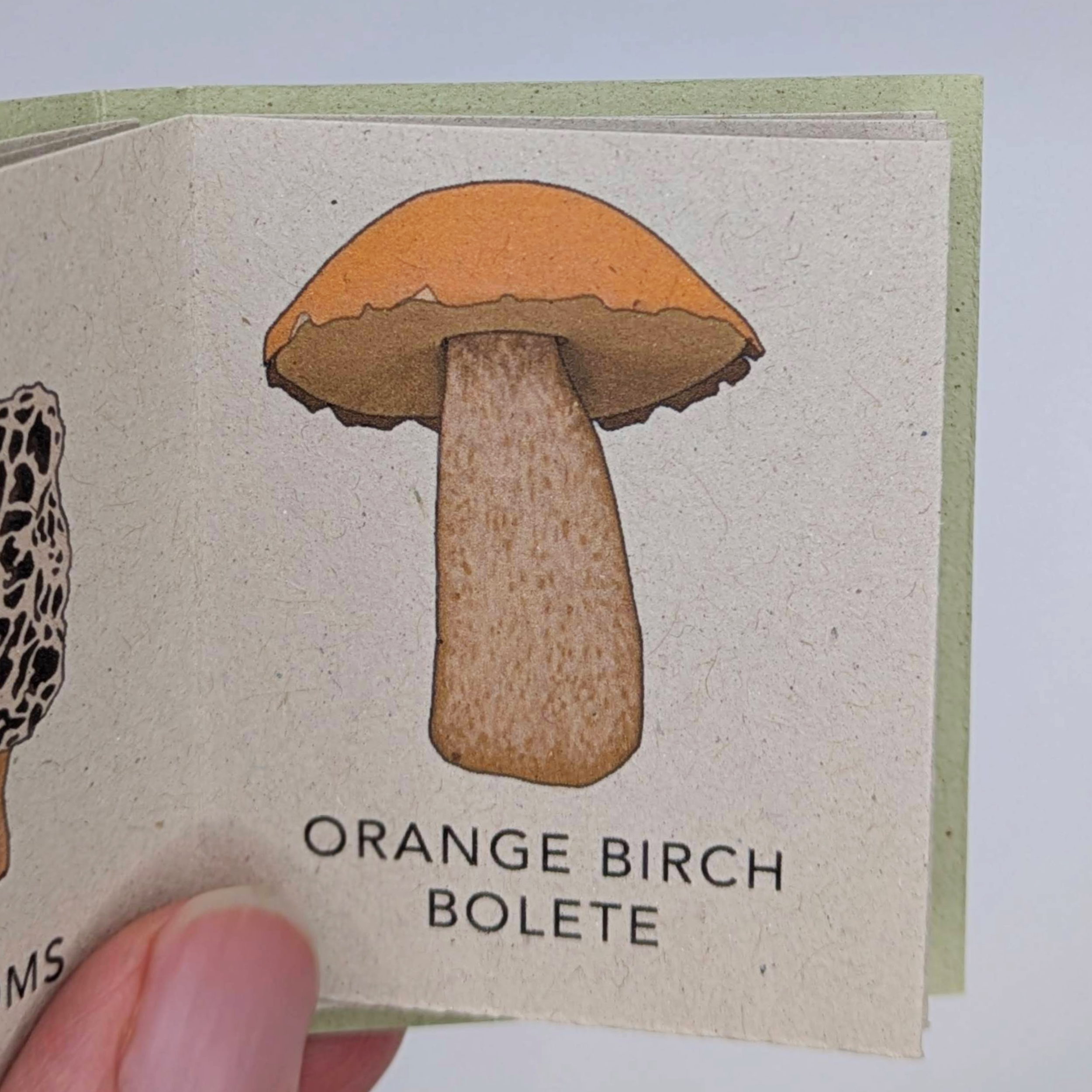 Tiny Books (2).png