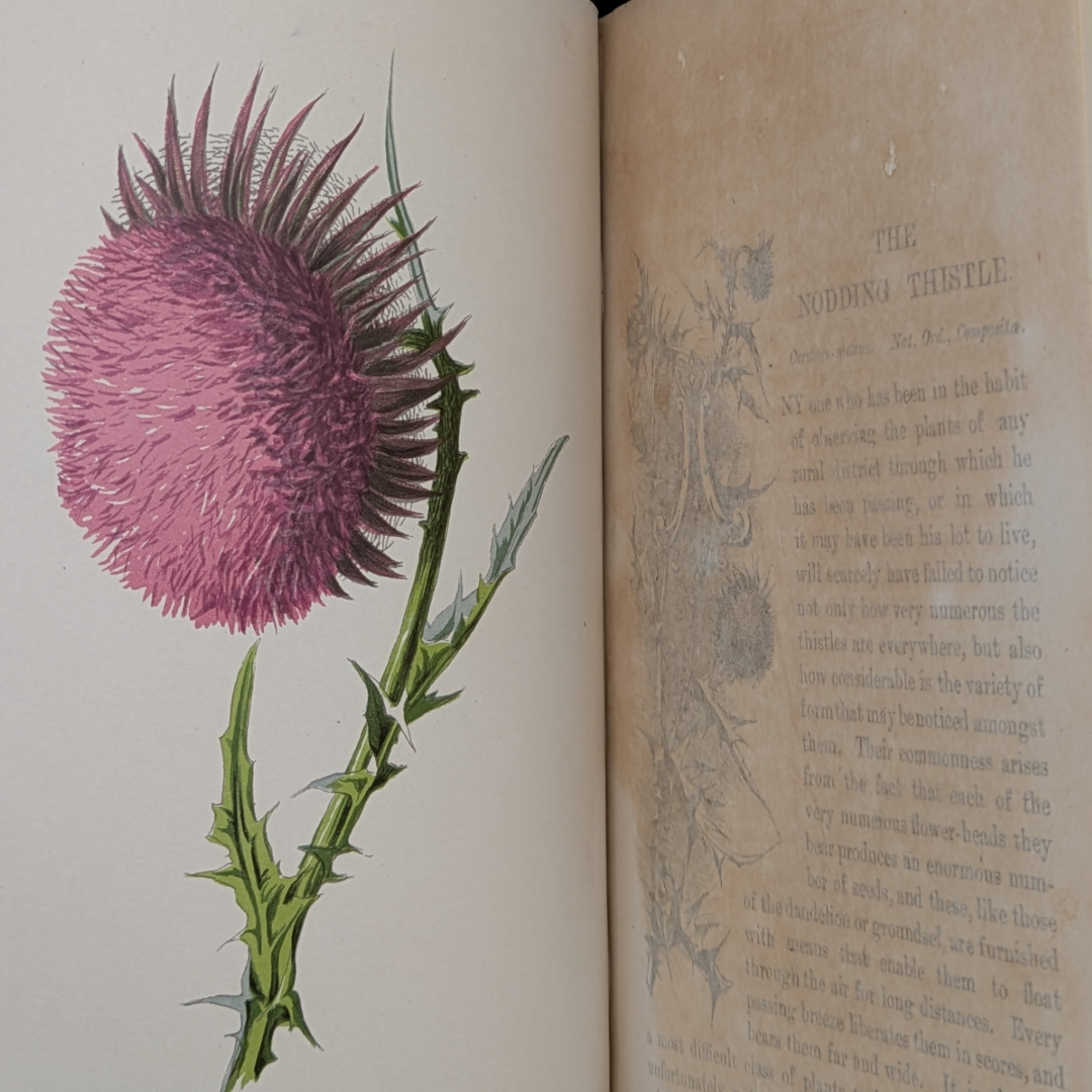 wildflower books (8).png