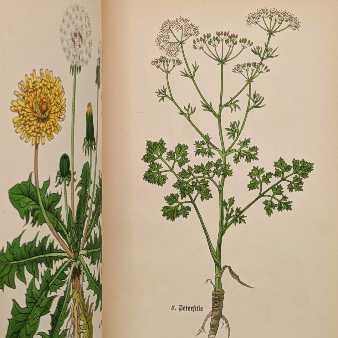 vintage herb book (4).png