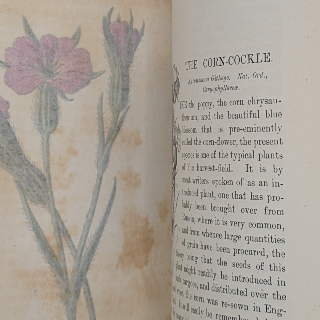 wildflower books (10).png