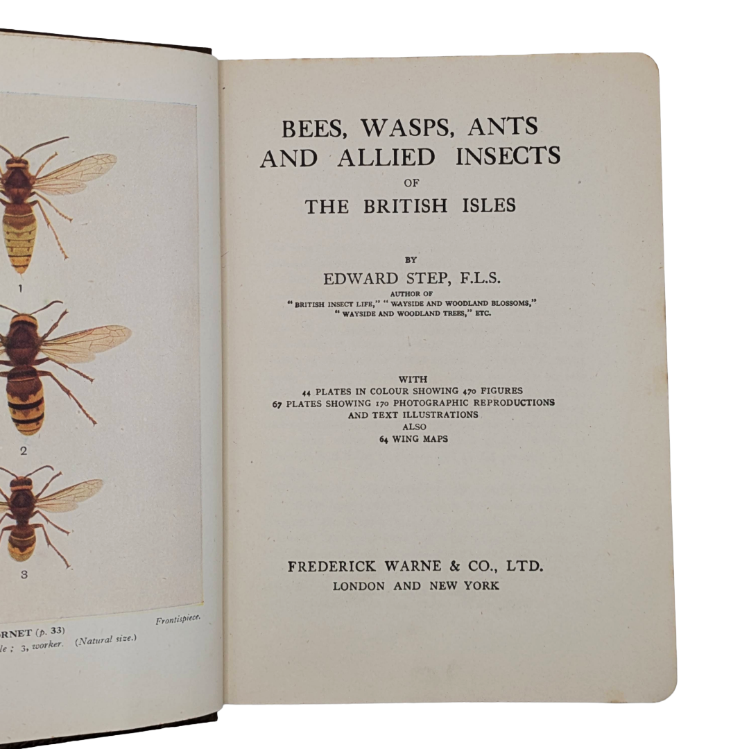 Bees, Insects, 1946