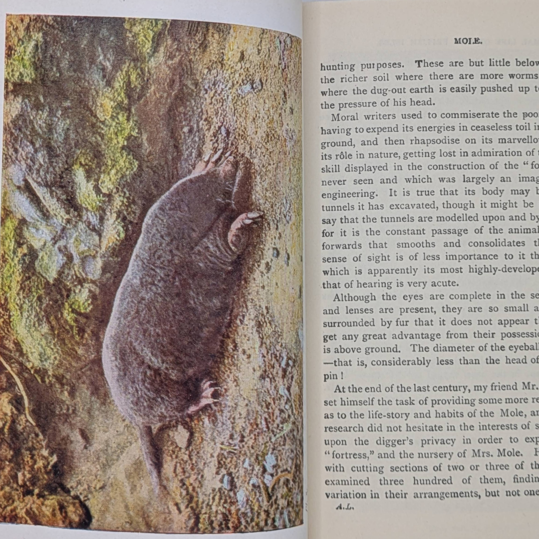 Animal Life, 1948 vintage natural history book