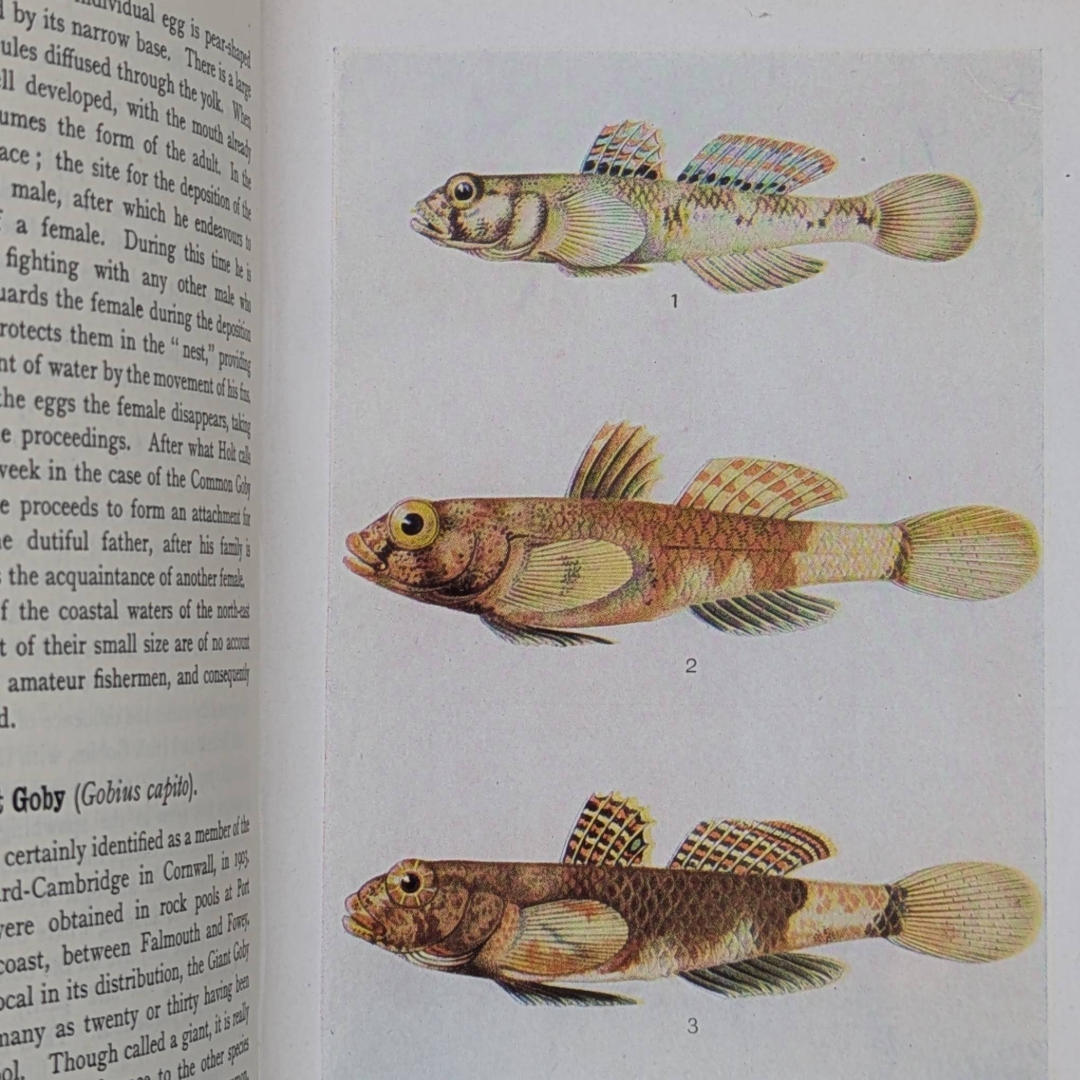 Fishes, 1942 natural history antique book