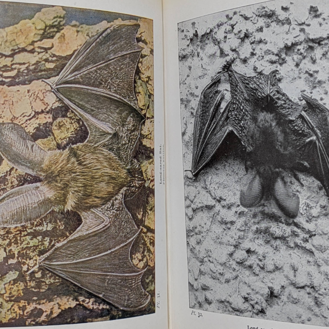 Animal Life, 1948 vintage natural history book